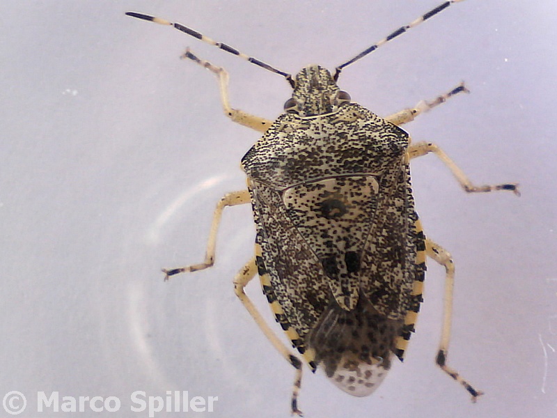 Rhaphigaster nebulosa, sopra e sotto
